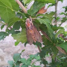 falena da identificare - Agrius convolvuli